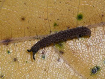 Media type: image; Invertebrate Zoology 152095